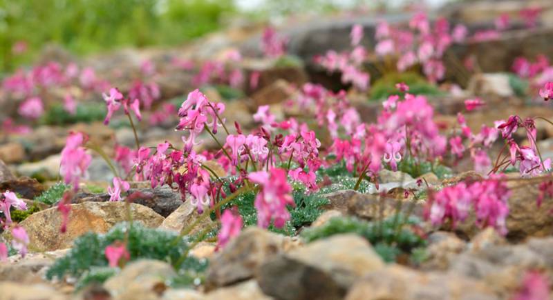 高山植物が見頃です。