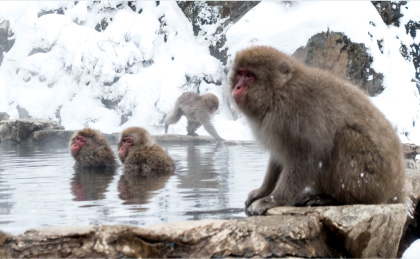 Snow monkey